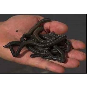 ENERGOBAITS ISZAP GILISZTA